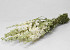 Bouquet Delphinium Blanc 65cm