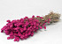Bouquet Phalaris Fuchsia 70cm