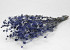 Eryngium Thistles 60cm Blue