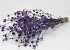 Chardon Eryngium 60cm Violet