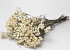 Achillea Pearl 60cm