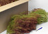 Teloxis Aristata, Carton 80x38x35cm