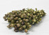 Nigella 45cm