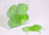 Skelett Blätter 200pcs Grün