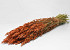 Hafer Dunkel Orange 70cm