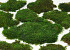 Mousse Plate Vert par kg
