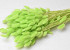 Lagurus  Pastel Green 60cm