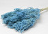 Broom Bloom Pastel Blue 50cm 100gr.