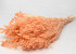 Broom Bloom Pastel Peach 50cm