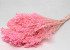 Broom Bloom pastellrosa 50cm