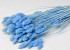 Bouquet Phalaris Bleu Pastel 70cm