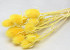 Cardy Distel Gelb 70cm