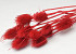 Cardy Distel Rot 70cm
