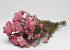 Rice Flower 40cm 