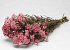Rice Flower 50cm, 10 stelen