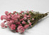 Rice Flower 60cm 