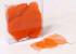 Feuilles Squelette Orange 200pcs 