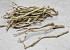 Lilac Trunk 30-50cm Single Stem