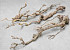Lilac Trunk 100-120cm Thiin