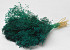 Broom Bloom Emerald Green 50cm