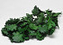Eichenblatt Grün 50-60cm