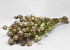 Bouquet Nigella 50cm