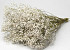 Gypsophile Séché 70cm (25 tiges)