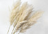 Fluffy Pampas gras 110cm