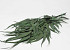 Eucalyptus Exotica 65cm