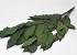 Kastanje 150gr. 60cm Groen