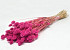 Phalaris Dark Pink 70cm