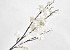 Apple Blossom White 84cm