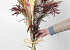 Droogbloemen Boeket Pampas Wit Roze