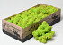 Reindeer Moss Spring Green 500g.
