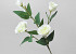 Artificial Lisianthus Cream 70cm 