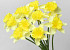 Narcisse Jaune 50cm 