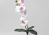 Orchidée Papillon Blanc 50cm 