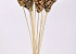 Pine Cone Strobus on 50cm stem