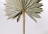 Sun Spear 40-50cm