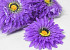 Künstliche Gerbera Lila D15cm