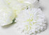 Artificial Chrysanthemum Cream D15cm