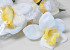 Künstliche Orchidee Weiß/Gelb D14cm