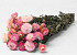 Helichrysum Rosa 45cm