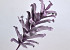 Foam Branch Lilac, D 40cm