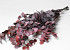 Eucalyptus Cinerea Red 65cm