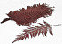 Fougère Rouge 20pcs 40cm 