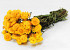 Bouquet Helichrysum Jaune 45cm