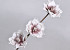 Foam Flower Spray Lilac, D 18cm