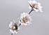 Fleurs en mousse Mocca, D 18cm