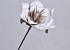 Foam Bloem Wit/Mocca, D 16cm